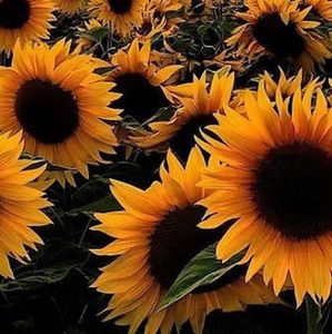 Meet your Posher, Savannah